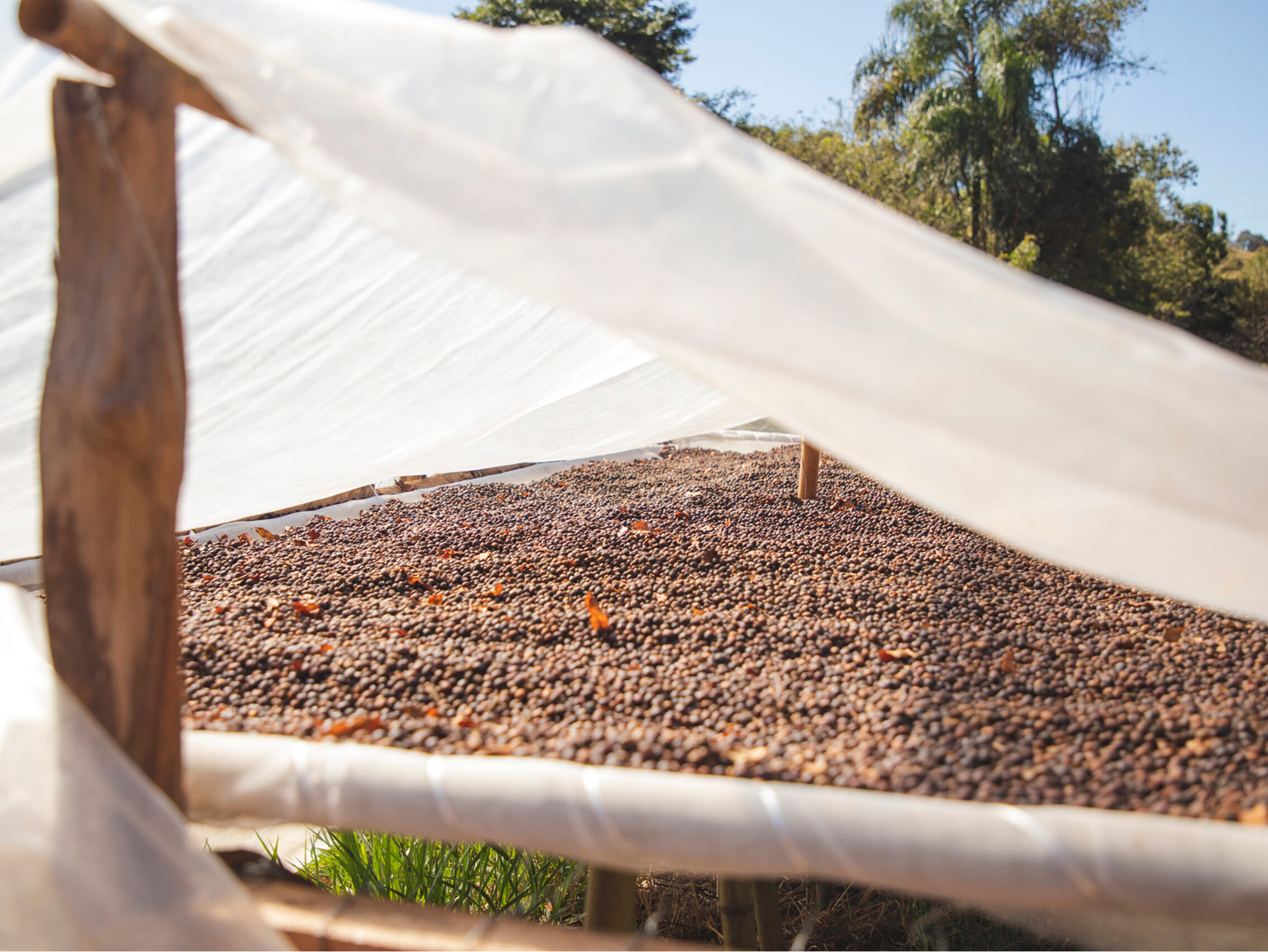Freshly Roasted Coffee vs Supermarket Coffee